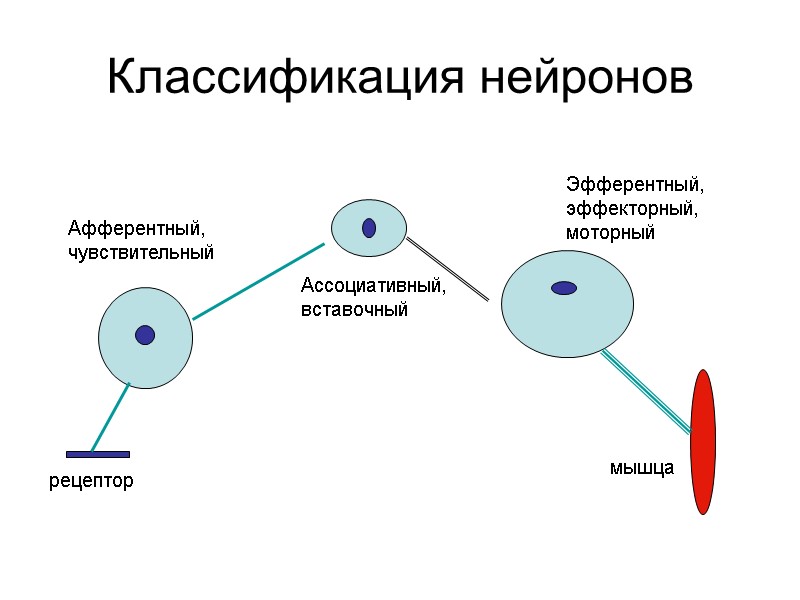 Классификация нейронов Афферентный, чувствительный Ассоциативный, вставочный Эфферентный, эффекторный, моторный рецептор мышца